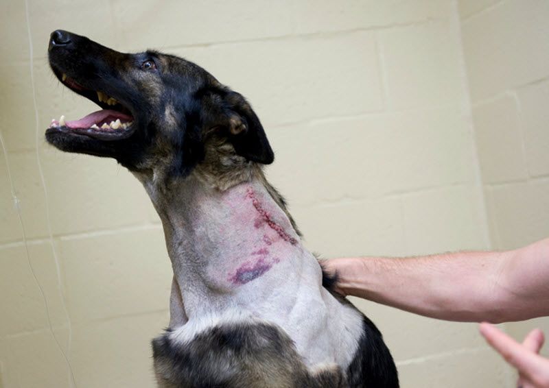 Pas Bandit Pas Bandit