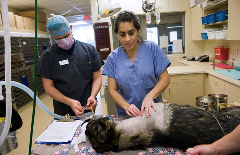 Pas Bandit Pas Bandit