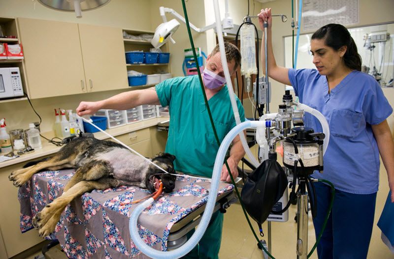 Pas Bandit Pas Bandit