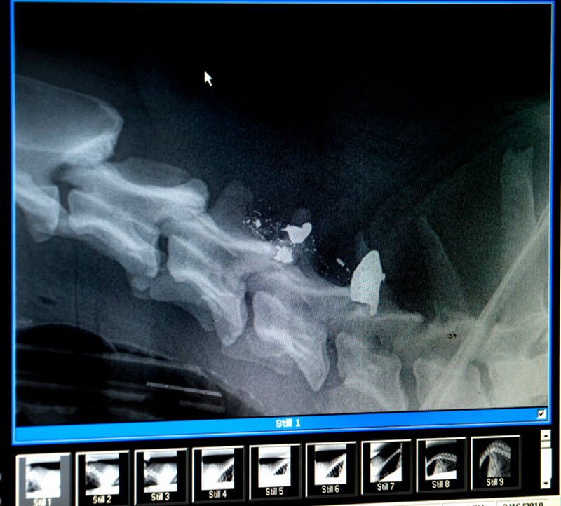 Pas Bandit Pas Bandit