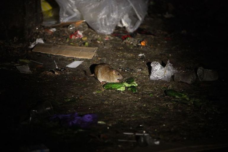 Evo ga, kako kopa po smeću... to će mu biti zadnje kaže g. Genadij! Evo ga, kako kopa po smeću... to će mu biti zadnje kaže g. Genadij!