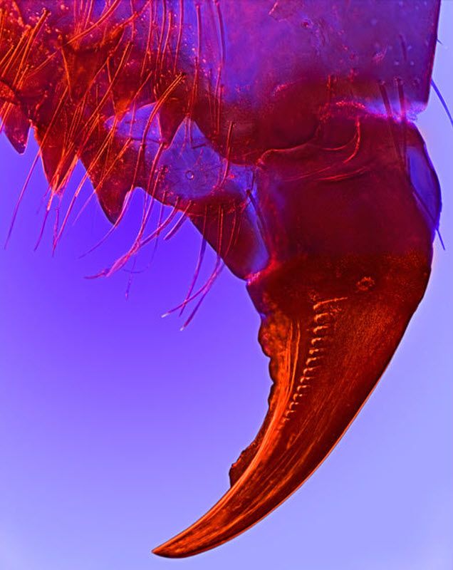 Portion of spider mandible (10X magnification) taken in Knokke, Belgium