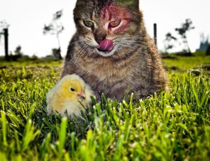 34 Super slike slikane u pravom trenutku