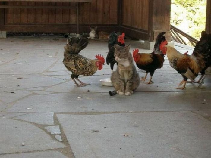 44 Super slike slikane u pravom trenutku