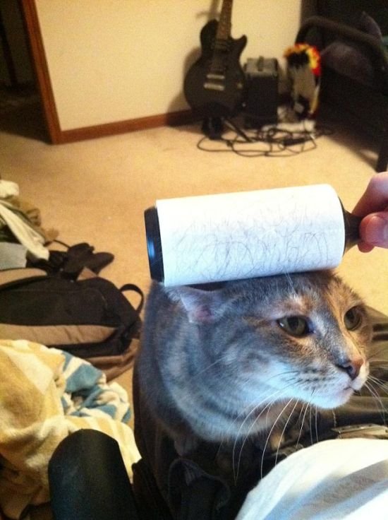 54 Super slike slikane u pravom trenutku